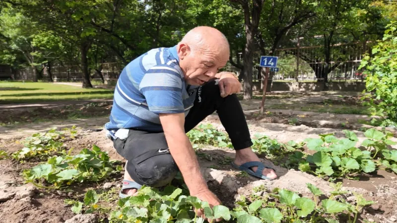 Kayseri'nin Ulu Çınarları'ndan bitki şov